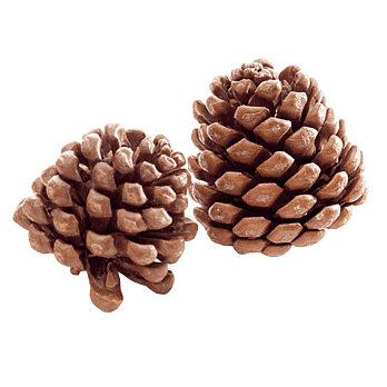 Piñas de pino ellioti